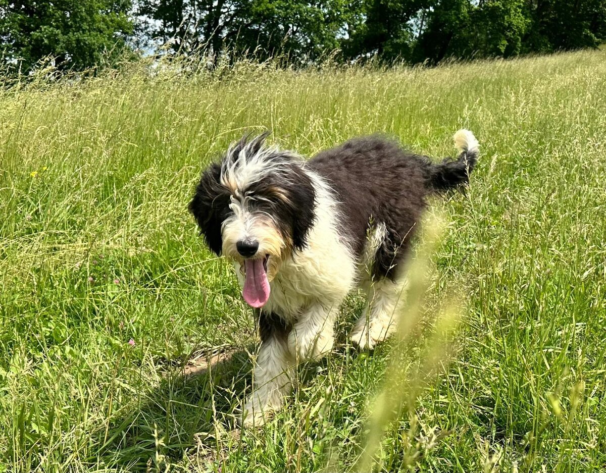 Pejsek BORDOODLE S PP - 2