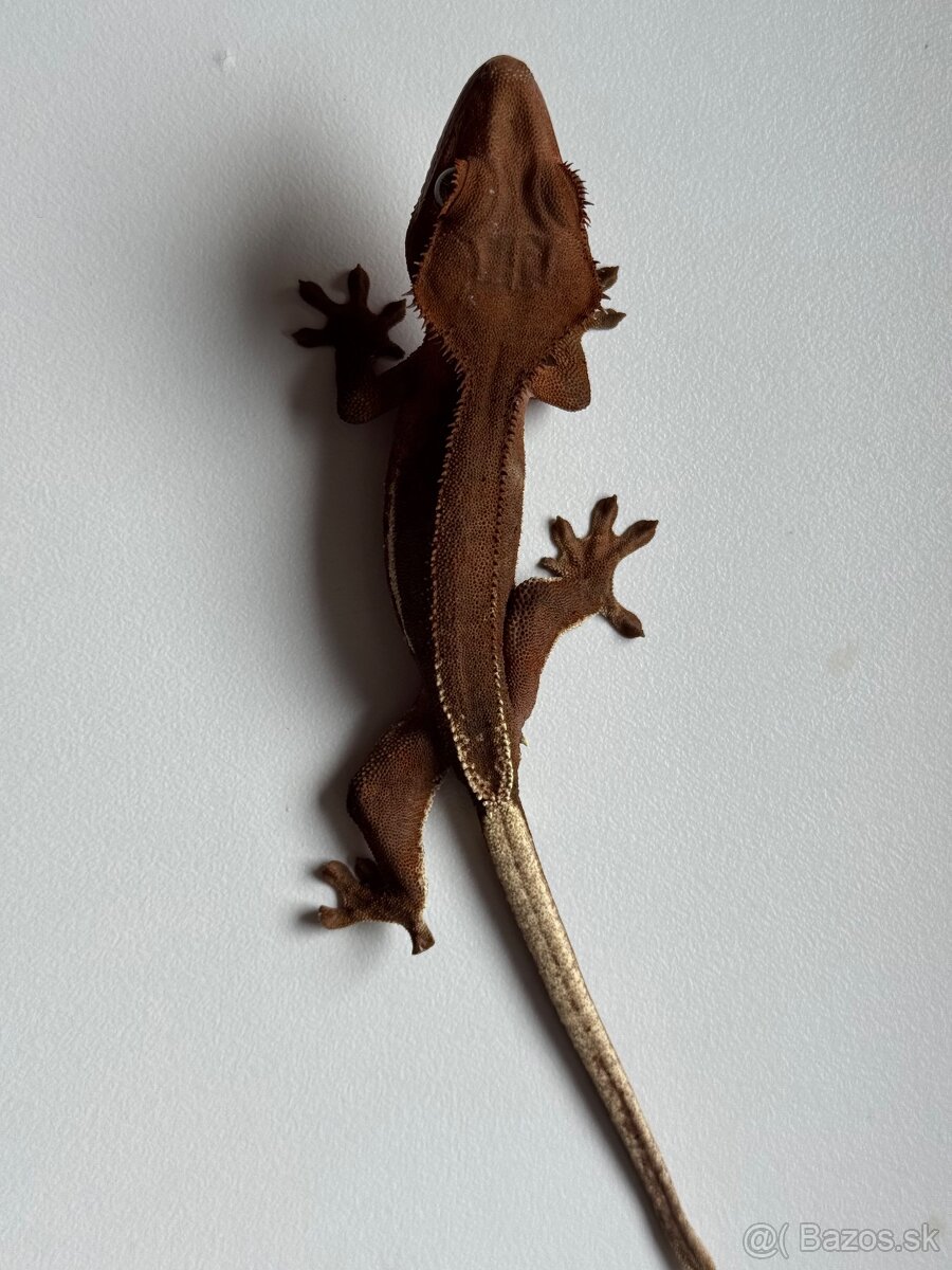 Pagekon riasnaty hnedý LW Phantom samec - 2