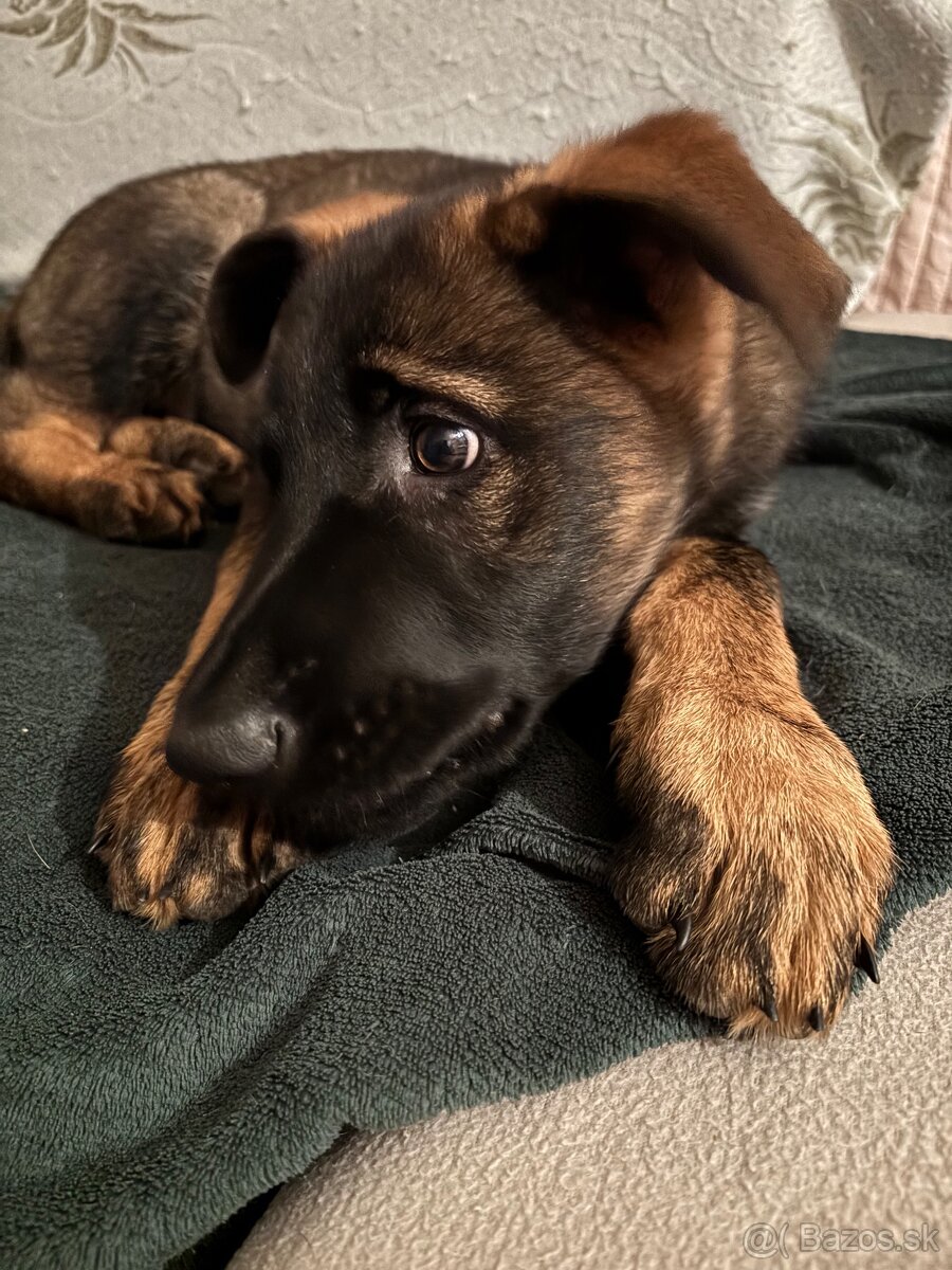 Šteniatko nemecký vlčiak - 2