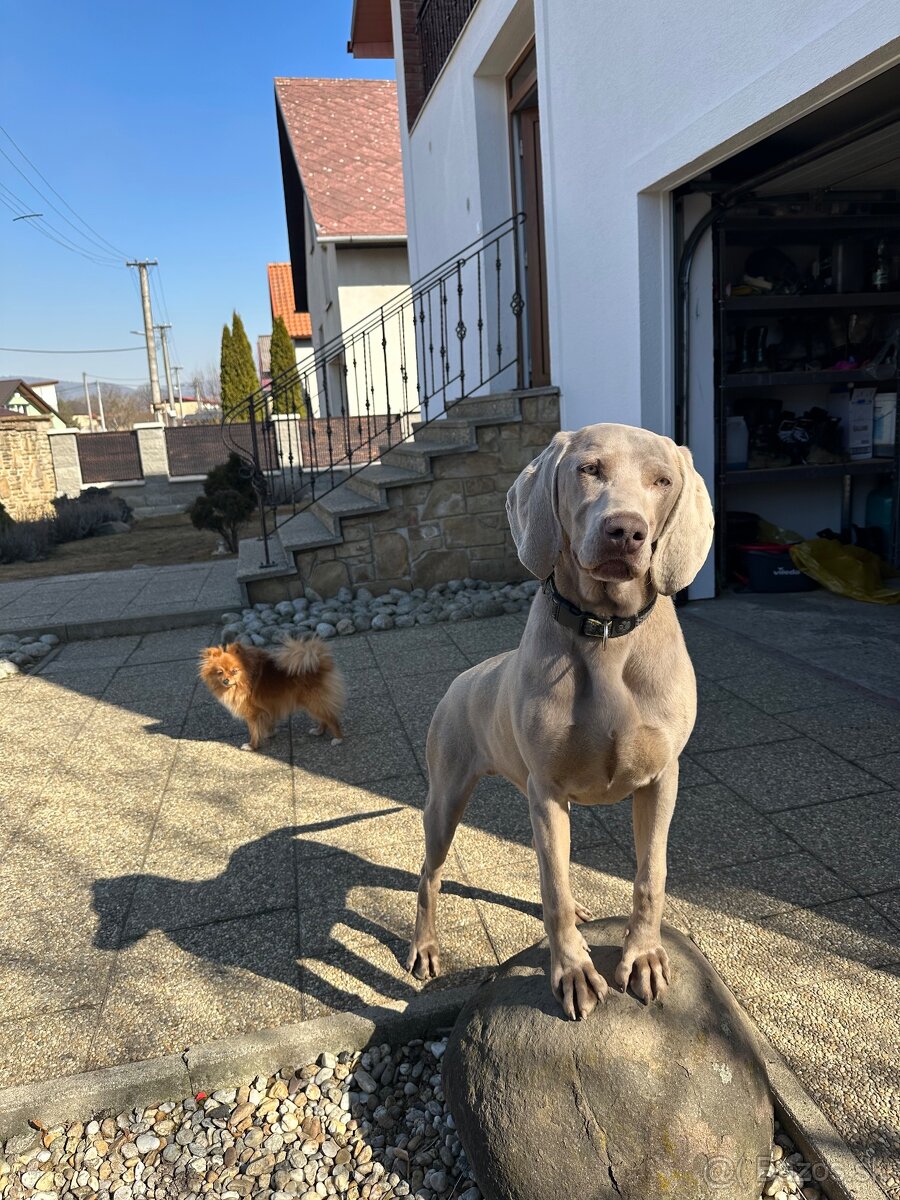 Weimarsky stavač - 2