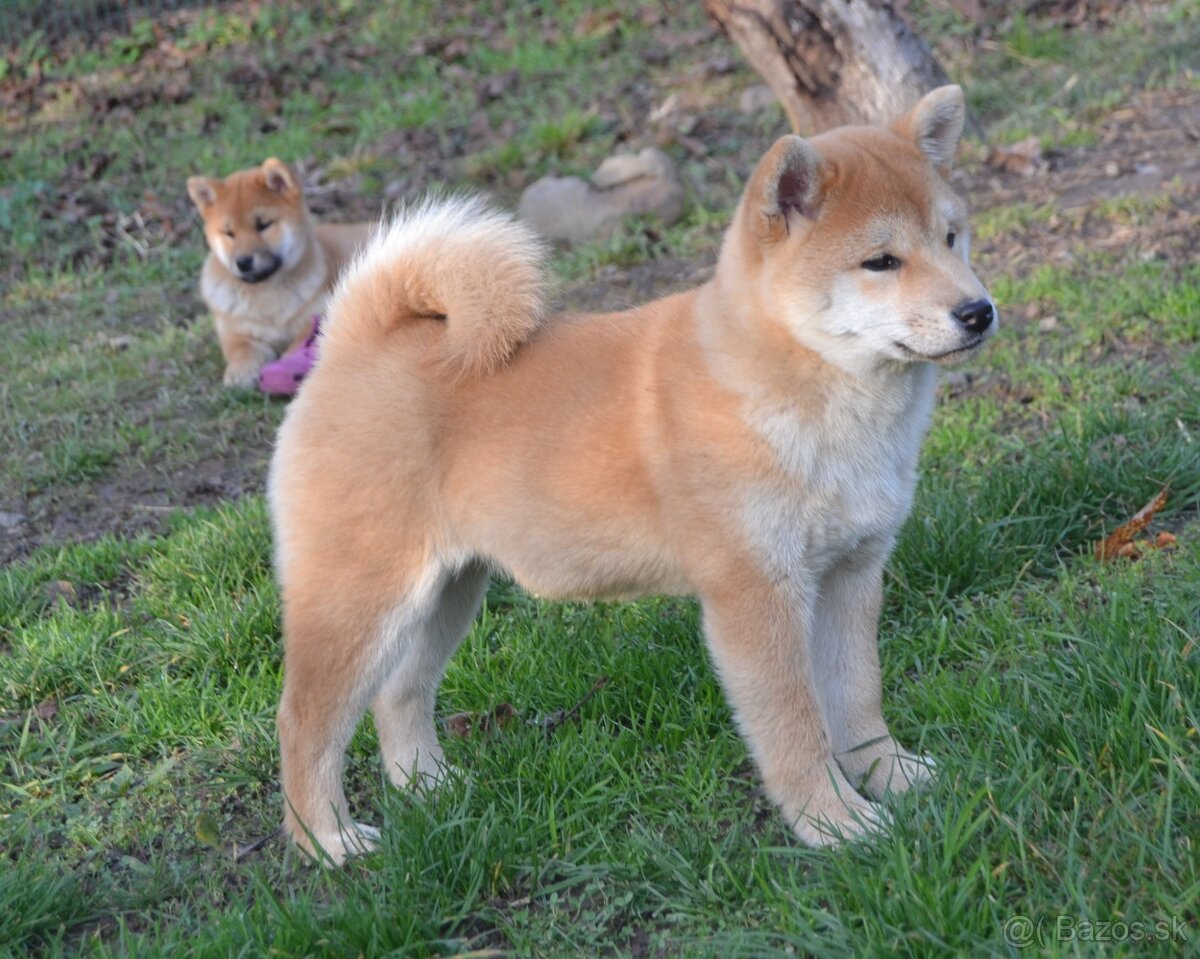 Shiba inu s PP /FCI / - 2