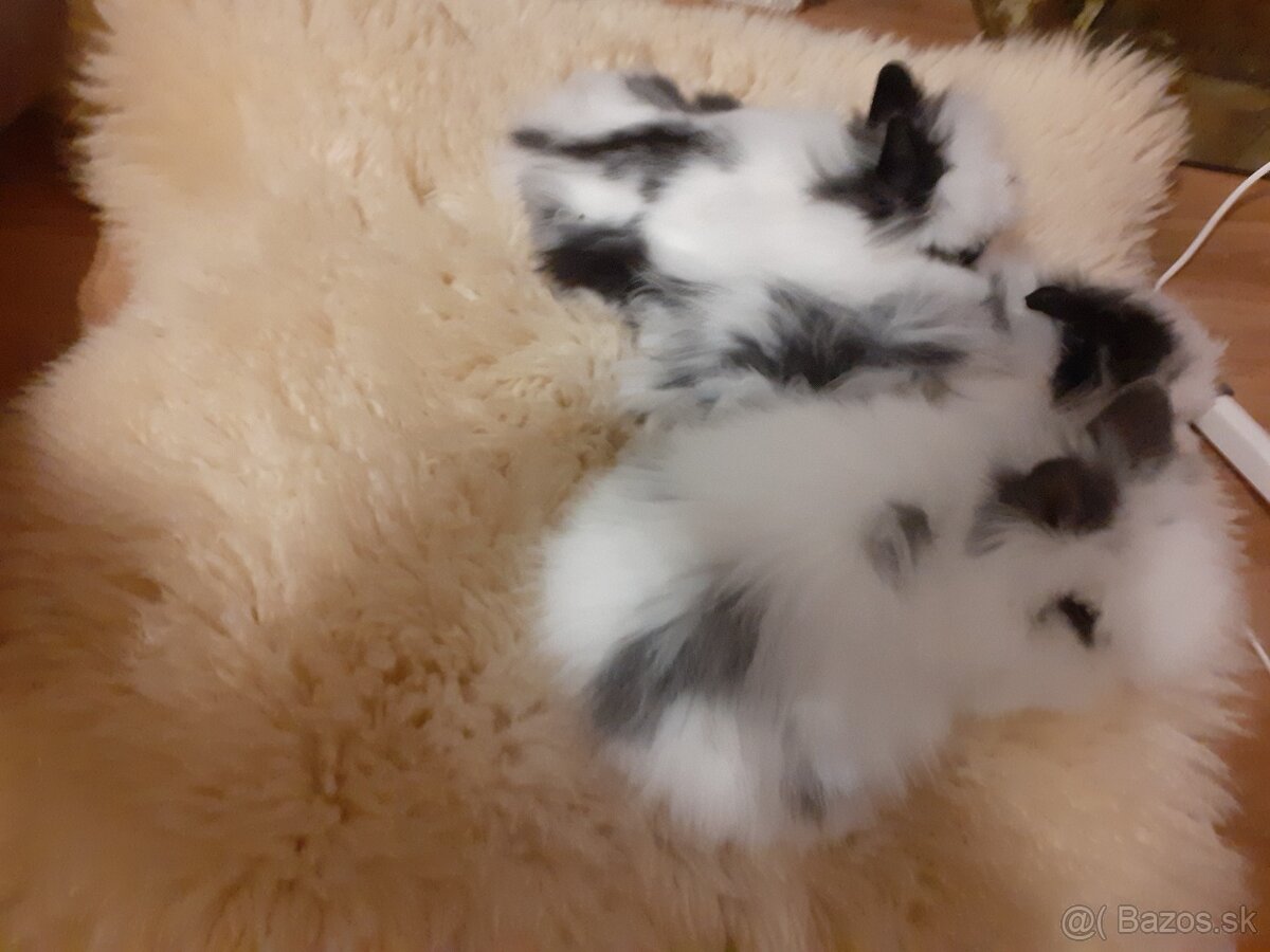 Teddy zajačik vzhľad ako plyšáčik - 2