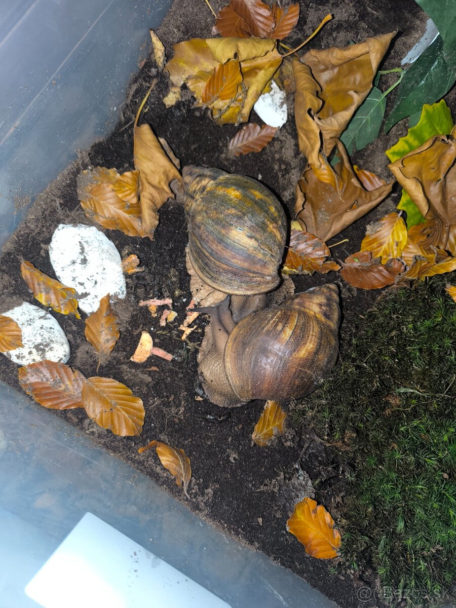 Archachatina marginata ovum XXL - 2