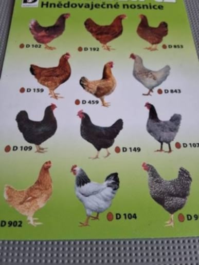 Predaj sliepok z rovzvozom - 2