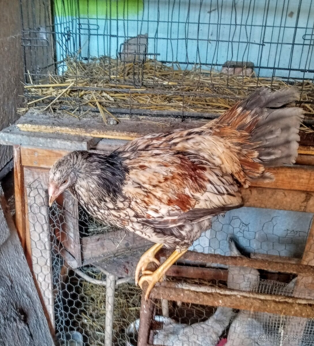 Predám kohútka MIX - 2