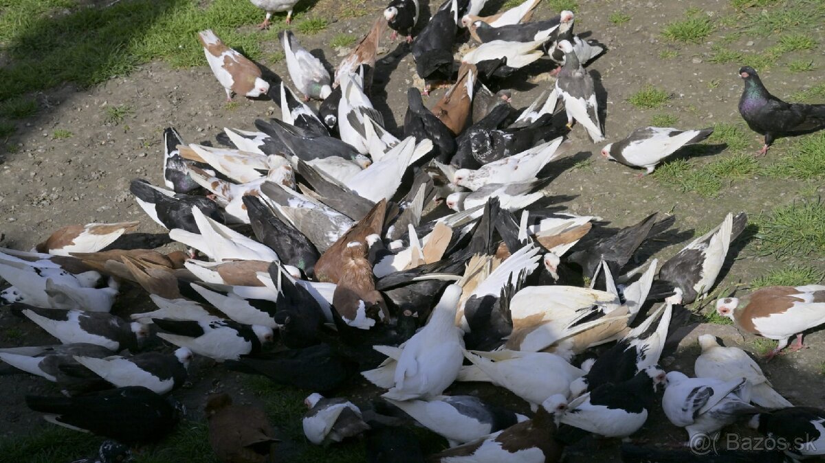 Holuby na predaj - 2