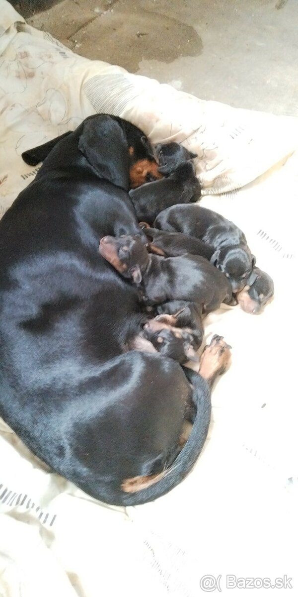 Krásne čistokrvné jazvečíky na rezerváciu - 2