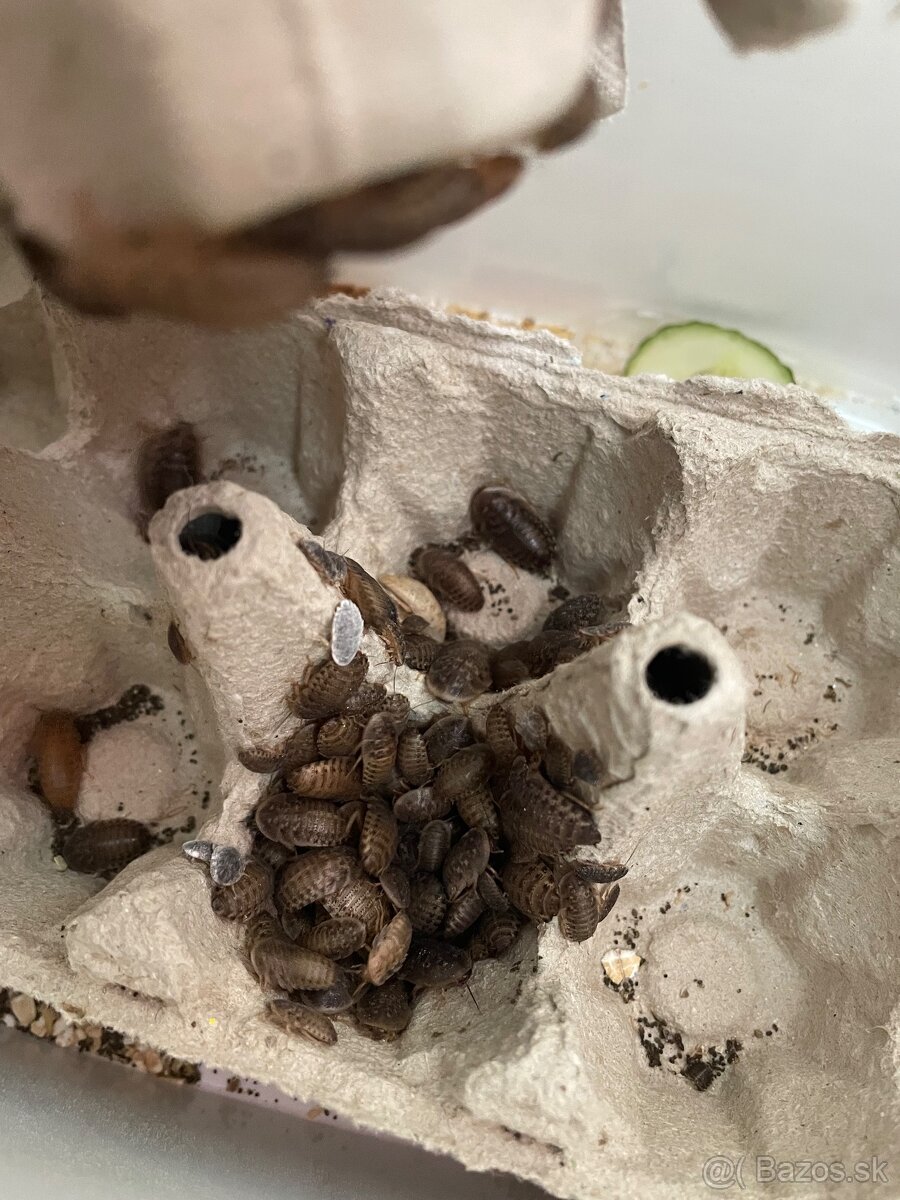 Mikrošváby prebytky - 2