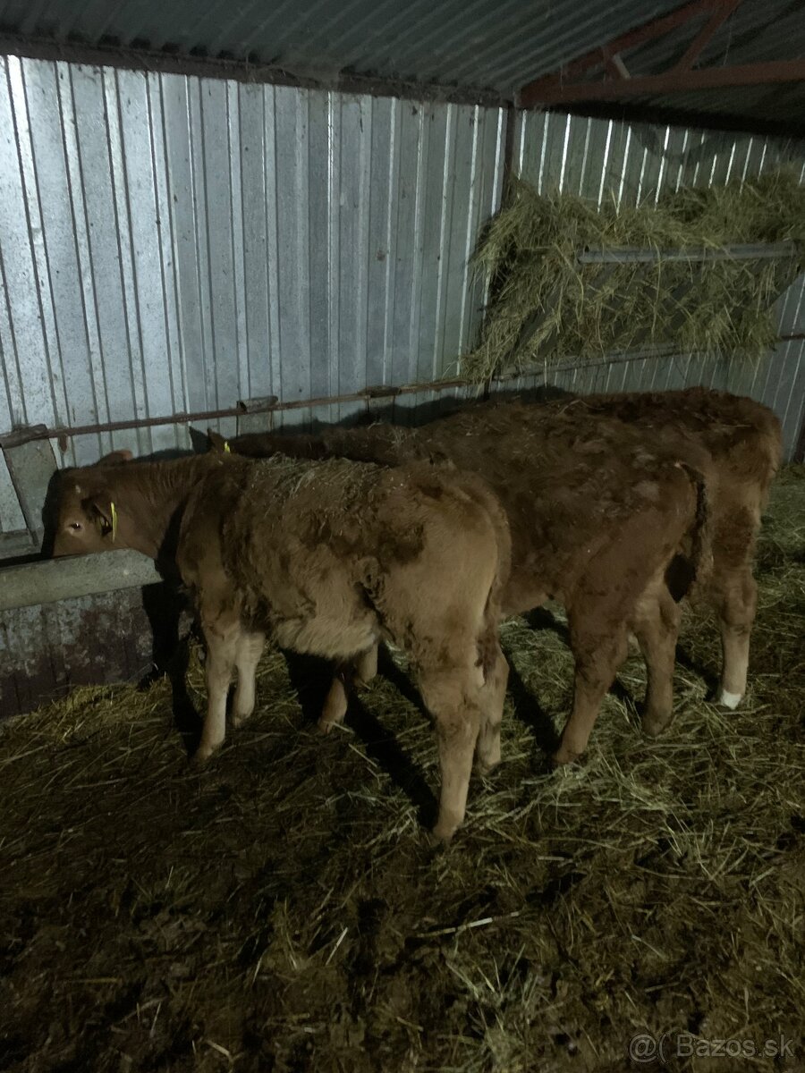 Predám 3 teľata S50L50 - 2