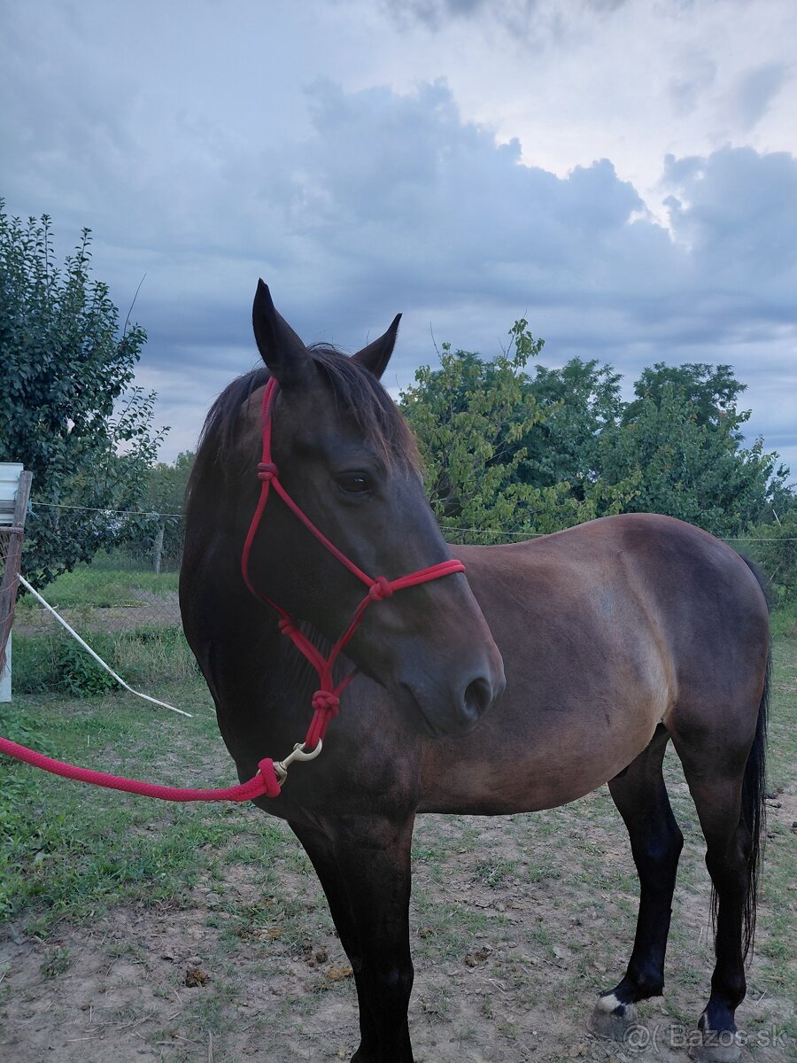 Na predaj valach 10r - 2