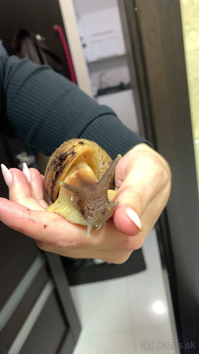 Slimák africký - 2