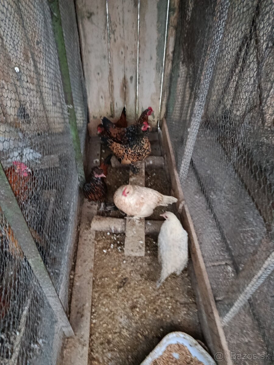 Liliputky, korely - 2