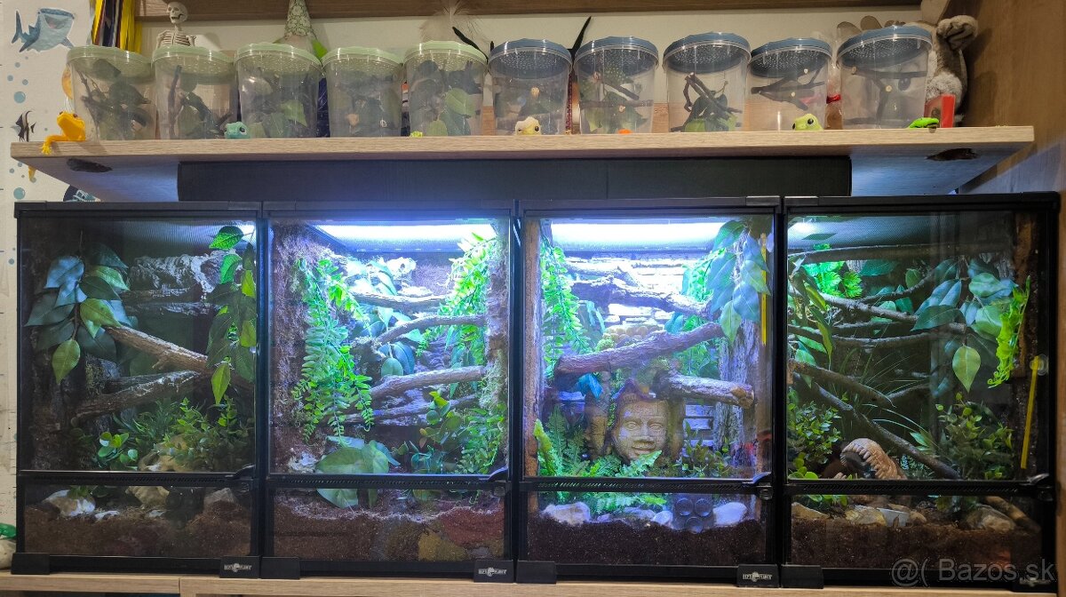 Terarium - 2