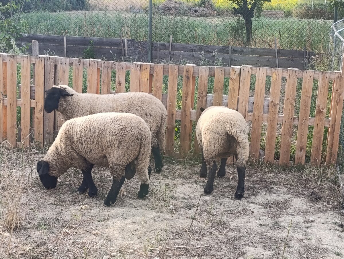 Predám ovce a barana plemena sufolk - 2