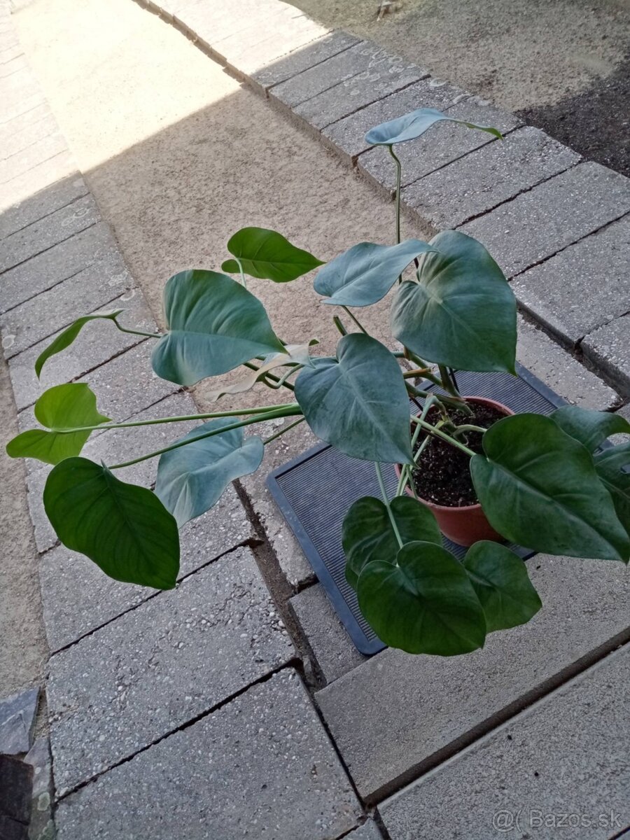 Monstera - 2
