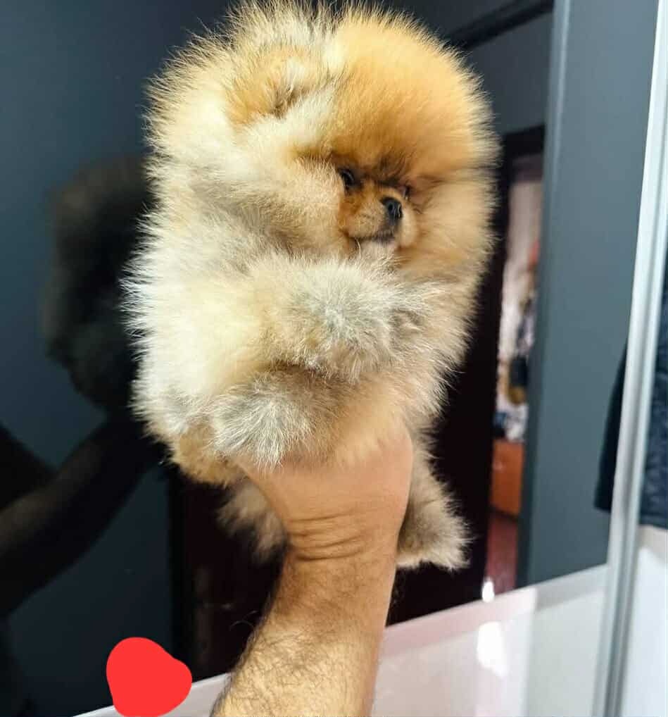 Pomeranian mini - 2