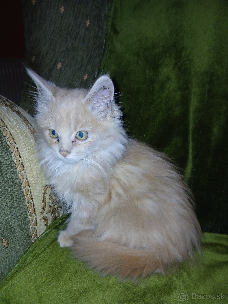 mainské mývalie mačiatka - 2