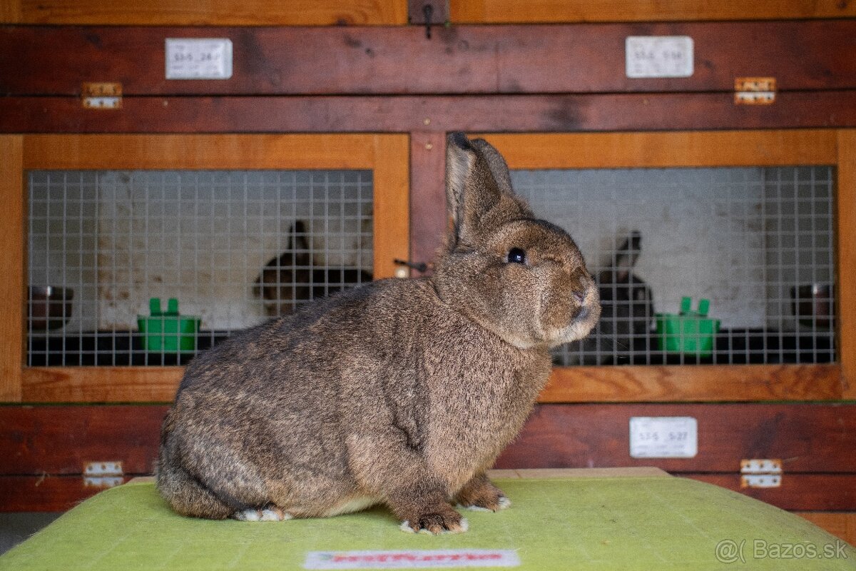 Malý viedenský divokosfarbený - 2