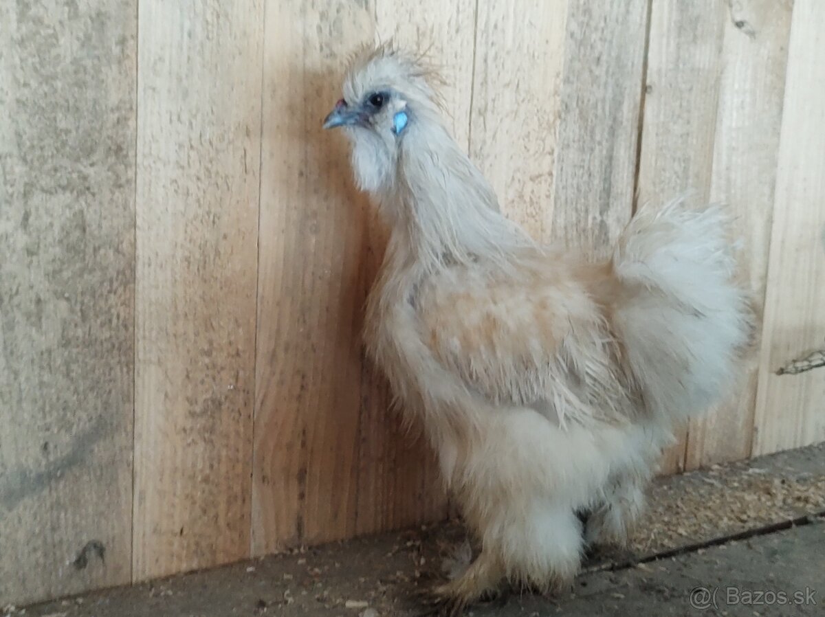 predám kohútov hodvábničky USA - 2