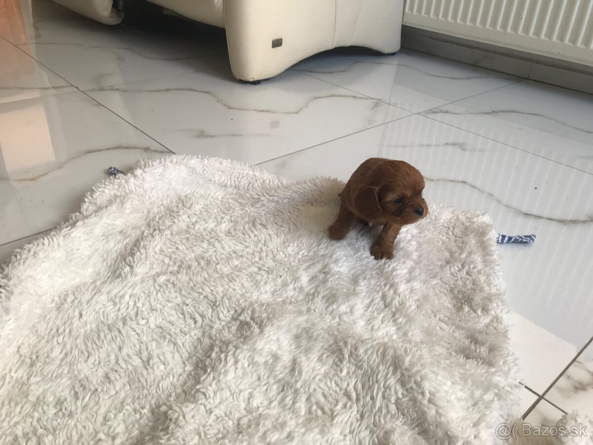 Kavalier king charles - 2