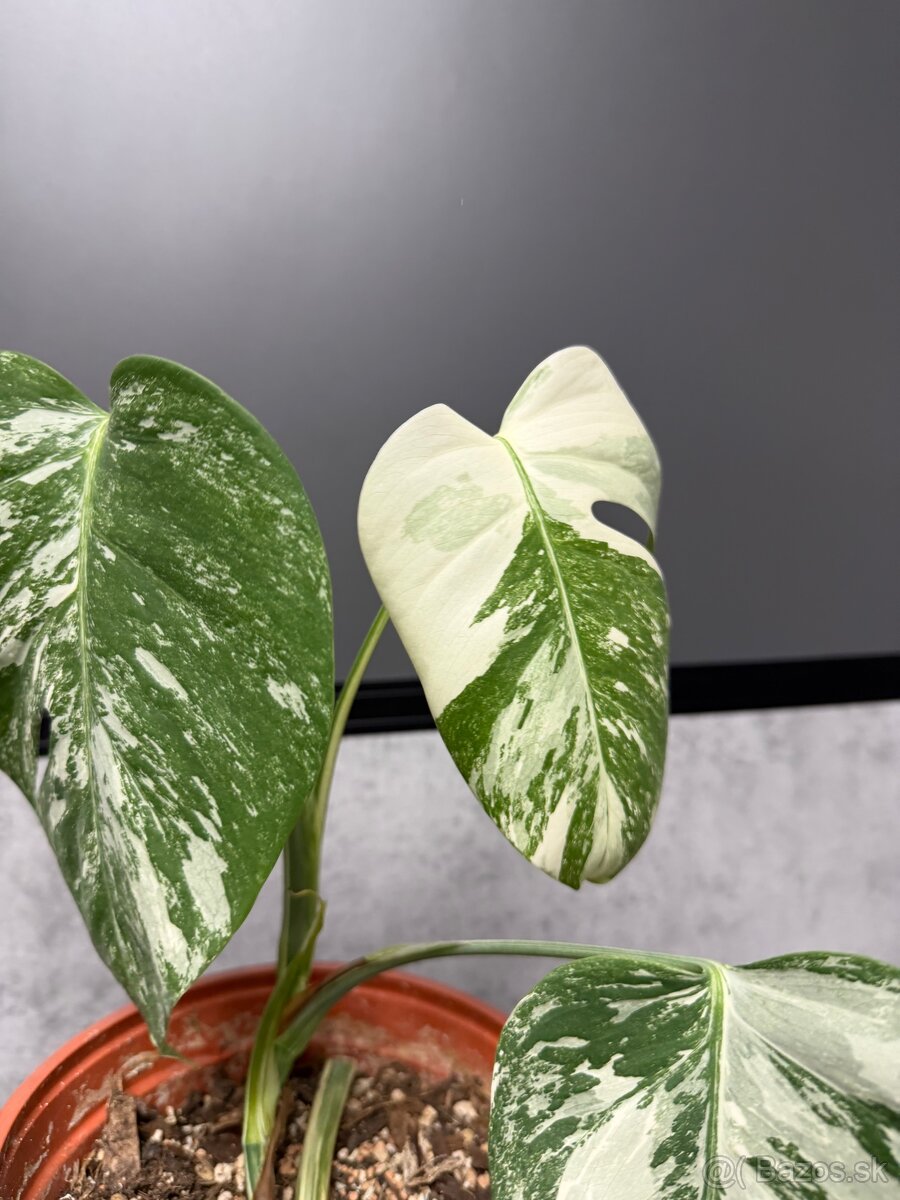 Monstera ALBO Veľká forma - 2