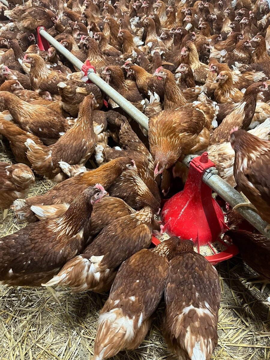 Mládky,Kurčata ,Nosnice - 2