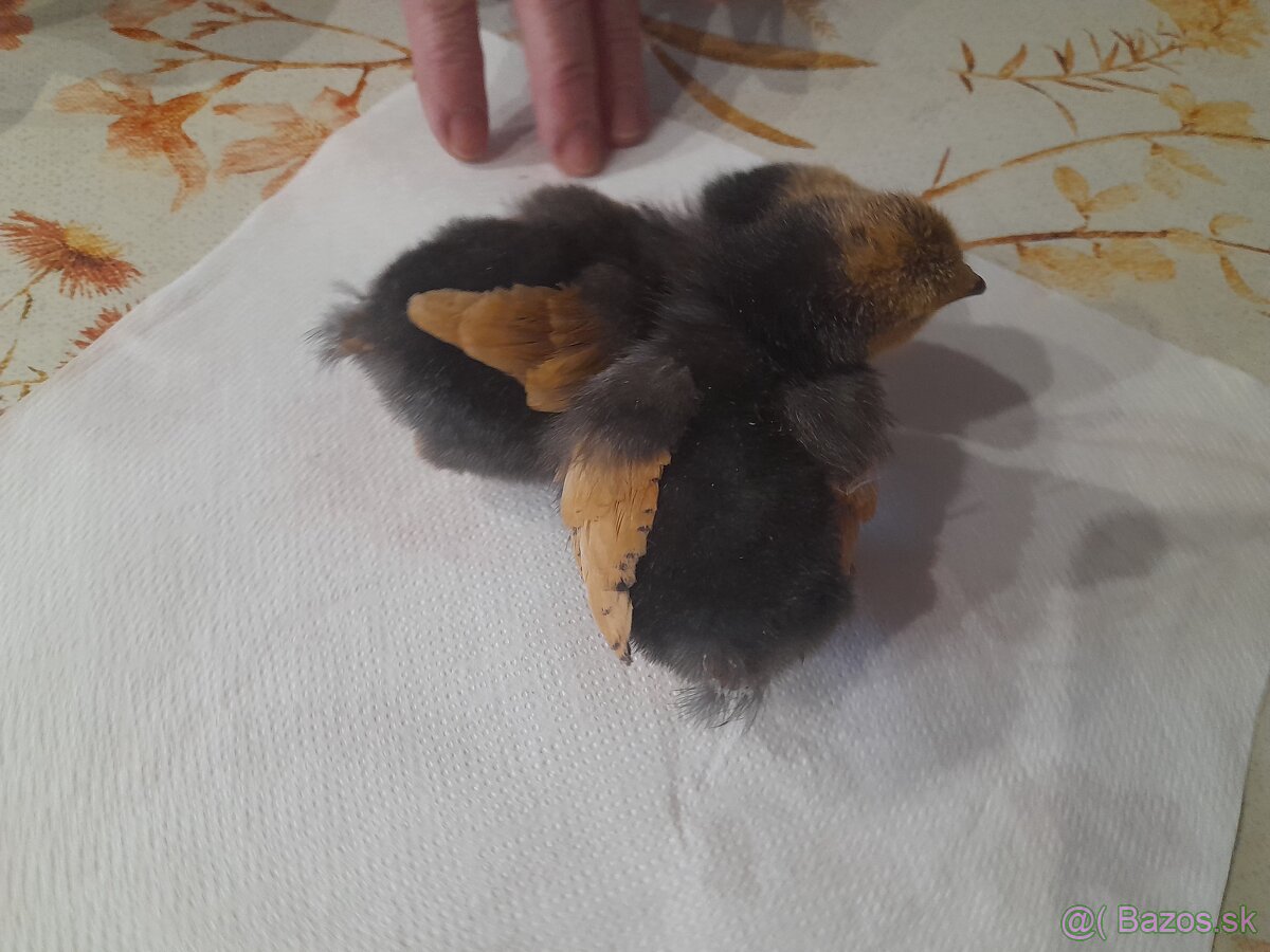 Predám kuriatka plemeno Vorwerk - 2