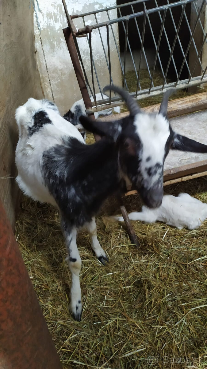 Predám kozy - 2