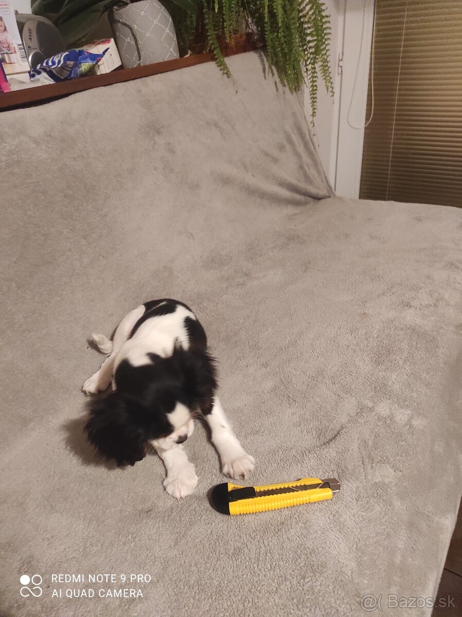 Cavalier steniatko - 2