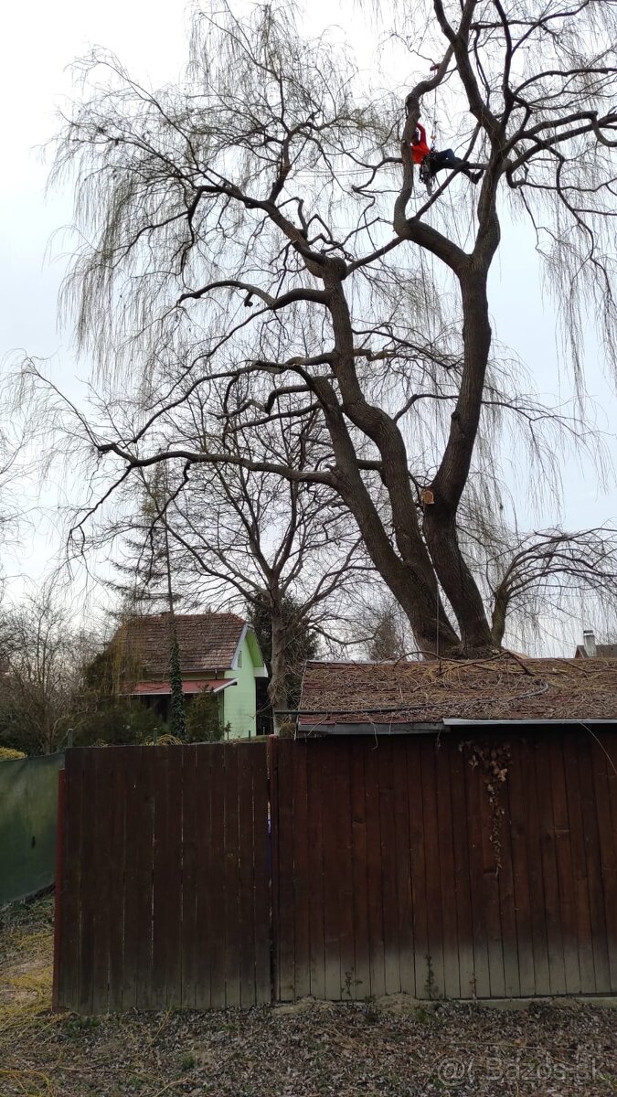 Orezávanie stromov, rizikový výrub stromov, pilčícke práce - 2