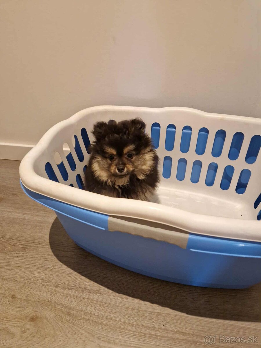 Pomerian - pomeranian - 2