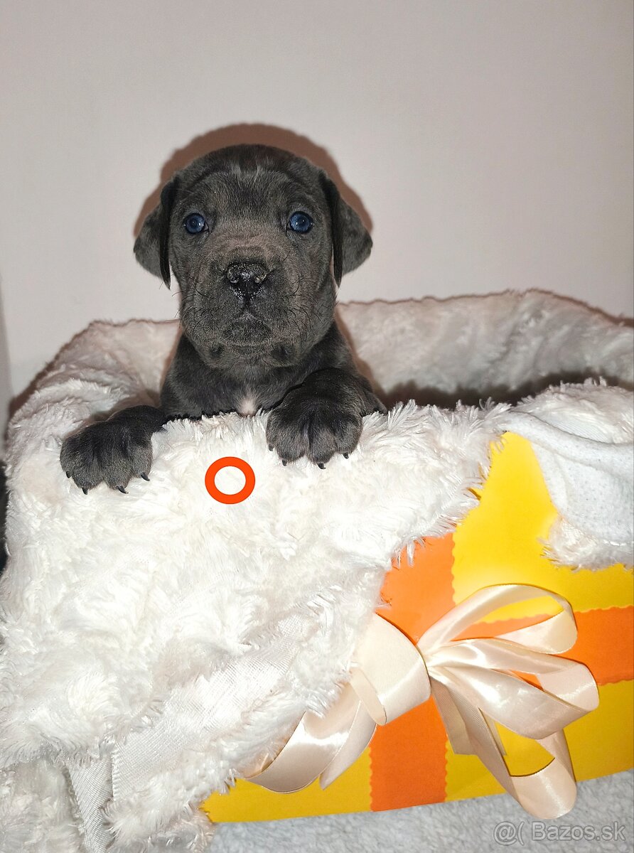 cane corso šteniatka bez PP - 2