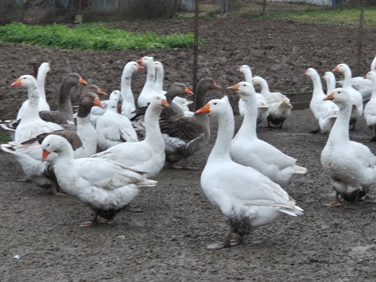 Predam husy Slovenske Biele - 2