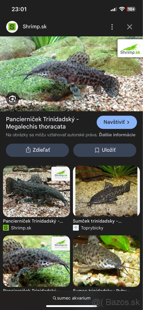 Akvariové rybky - 2