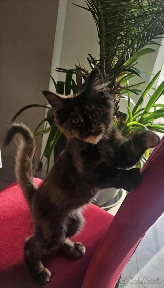 Mainske myvalie mačiatko - 2