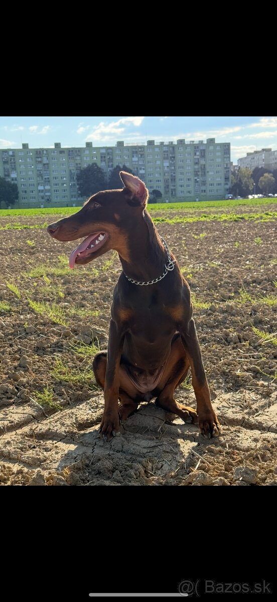 Doberman fena - 2
