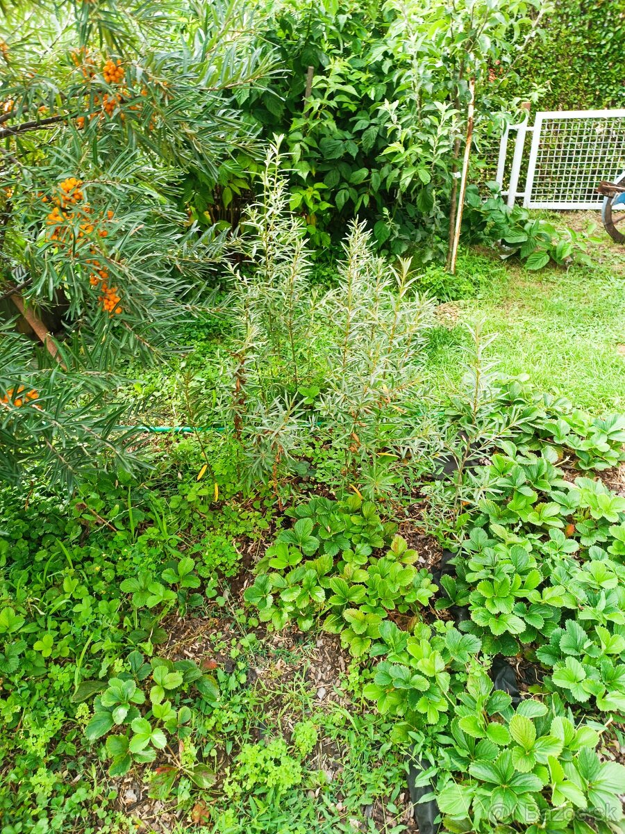 Rakytník odnoze - 2