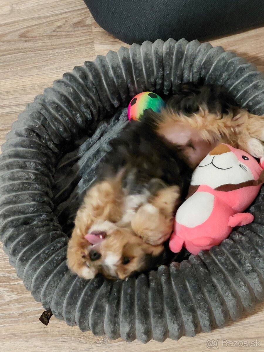 Yorkshirsky teriér - 2