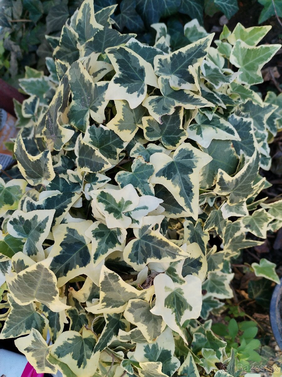 Brečtan panašovany - 2