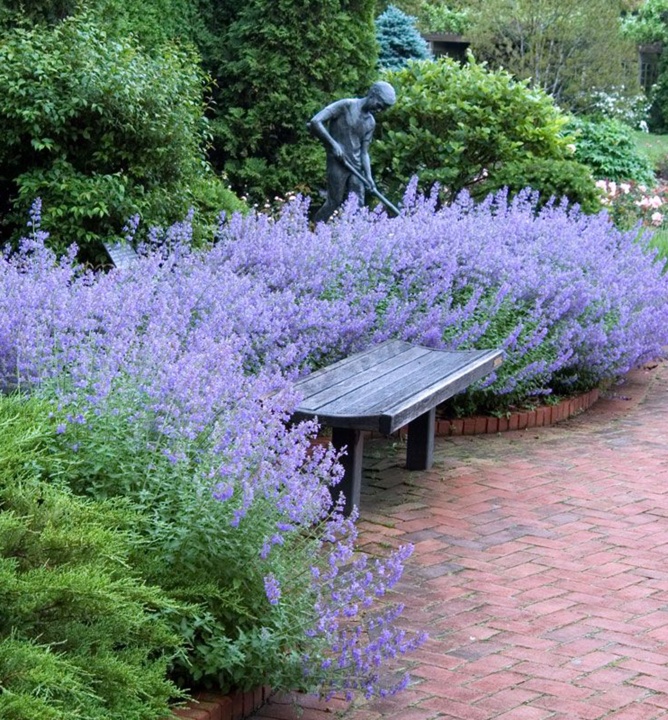 Kocúrnik - medonosná, nenáročná trvalka - 2