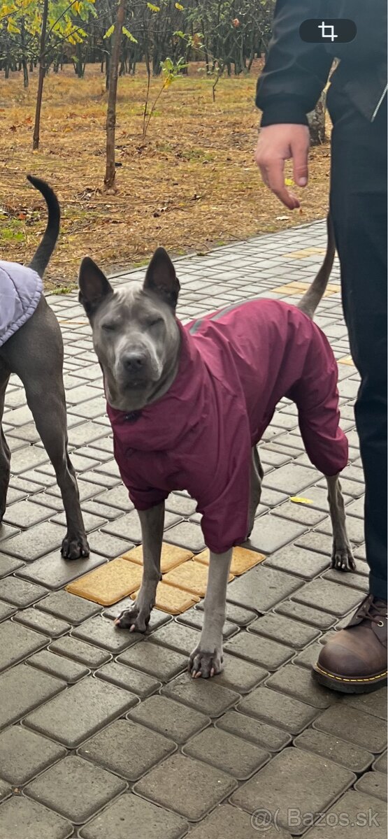 Psí overal – dažďovka 3XL - 2