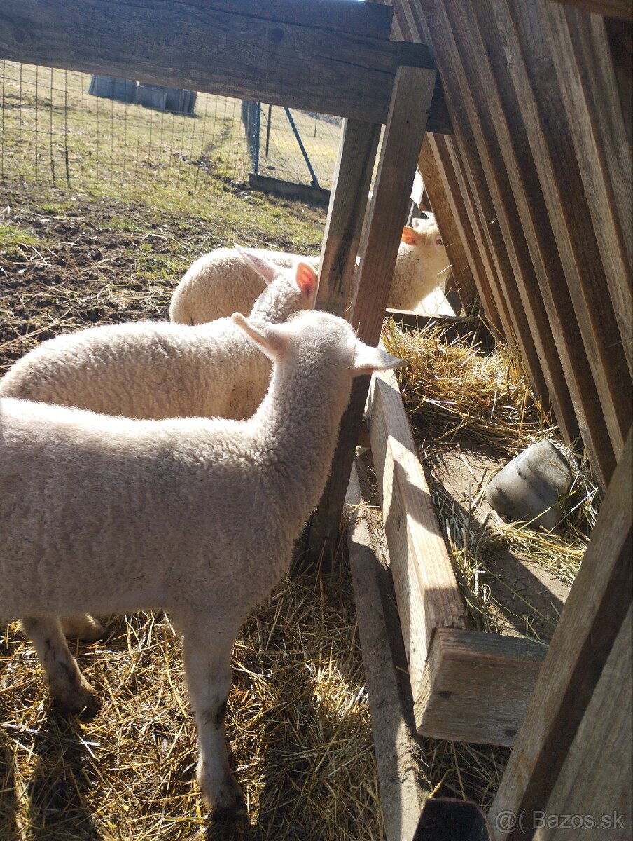 Predám jahňatá - 2
