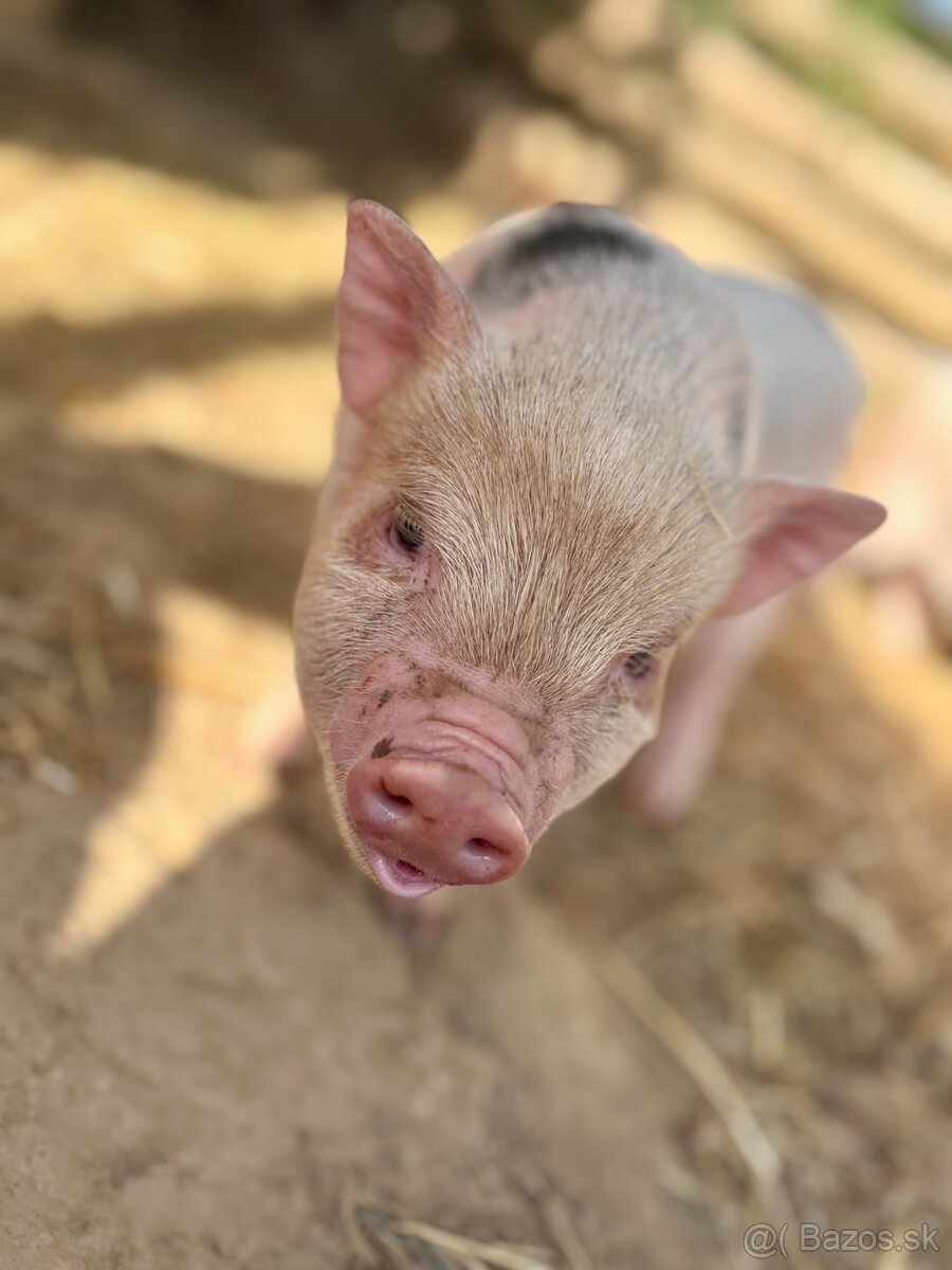 Göttingenské Mini Prasiatka 🐷 - 2