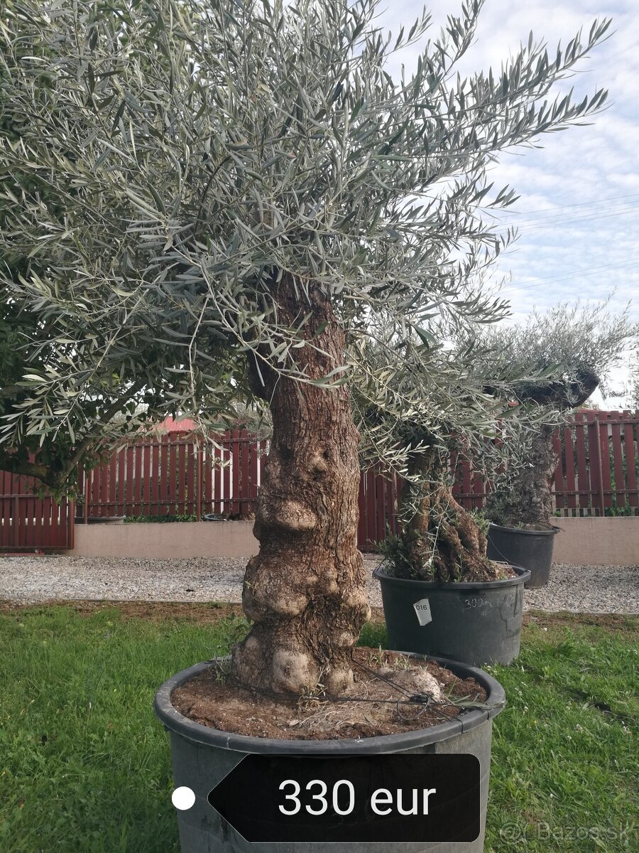 Olivovník Mrazuvzdorný - 2
