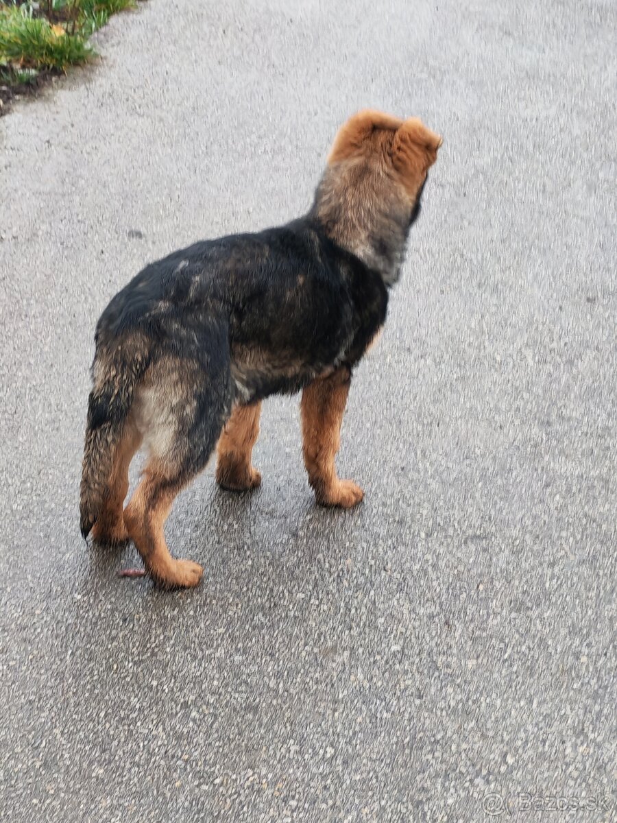 Nemecky Ovciak sucka - 2