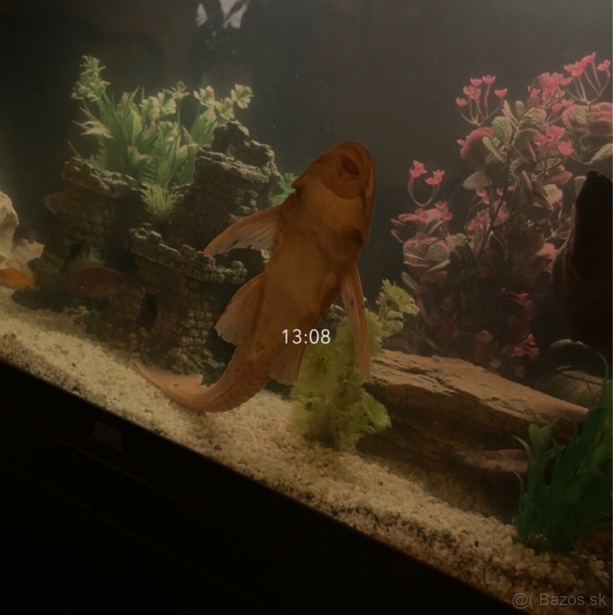 Predám prísavniky - 2