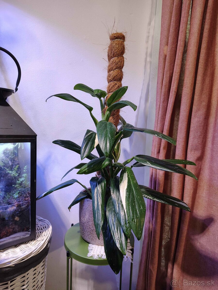 Monstera standleyana variegata (S tyčou) - 2