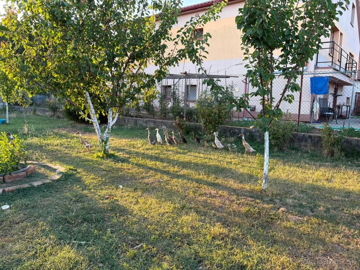 Indický bežec - 2