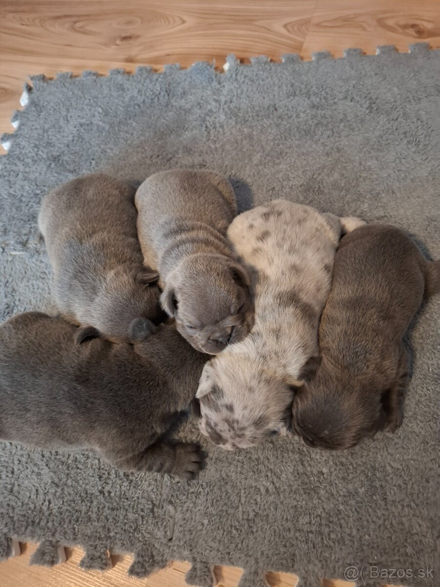 Francuzsky buldoček - 2