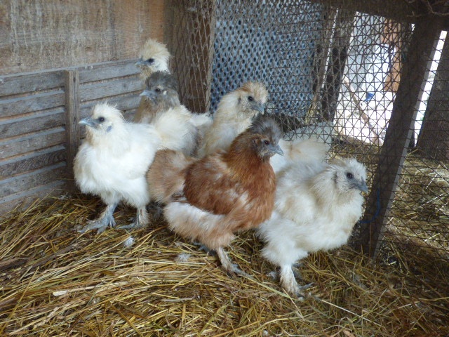 Predám mladé zdrobnelé hodvábničky - 2